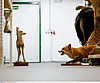 Klaus Pichler: Fuchs und Rehkitz im Naturhistorischen Museum (2010). (c) Klaus Pichler / ANZENBERGERAGENCY.